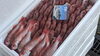 「今日は大量！大量！」
