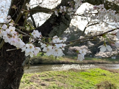 法勝寺川沿い  南部町