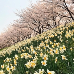 笠間のお花見スポット紹介します！