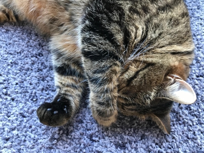 顔ををぎゅっとして昼寝 有限会社ワールドウインドー庄内のニュース まいぷれ 酒田 顔ををぎゅっとして昼寝 有限会社ワールドウインドー庄内のニュース まいぷれ 酒田