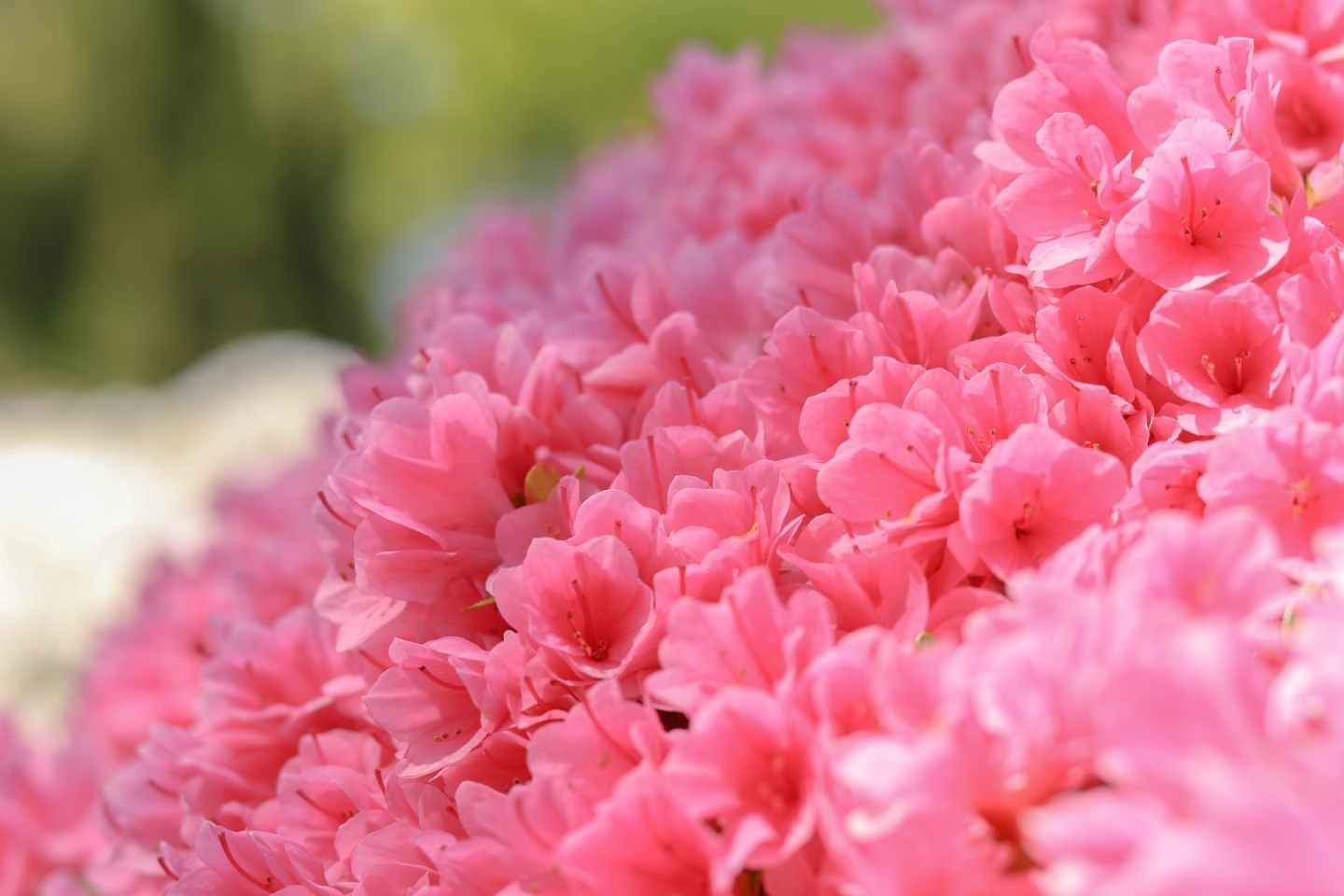 東三河 四季の花 つつじ 東三河 四季の花 特集 まいぷれ 豊橋 田原 東三河 四季の花 つつじ 東三河 四季の花 特集 まいぷれ 豊橋 田原