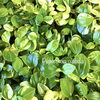 ペペロミア・グラベラ「葉の模様が可愛い観葉植物」
