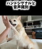「＼ハンドシグナル🖐️と音声識別🗣️／」