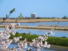 「福島潟　桜の開花状況(2020年4月15日現在)」