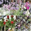 レースラベンダーいい香りです「【はなやホック皆生店】鉢入荷しました！」