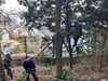 平戸造園さんによる枯れ木伐採「⛩️社叢林の持・管理⛩️」
