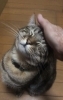 しっかり食べたね…飼い主様も私も安堵「兄妹猫の健康を守る“作法”~療養フードと日々のルーティンに込められた愛情」