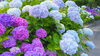 「🌸梅雨の楽しみ方🌿6月といえば…やっぱり「紫陽花（あじさい）」【越前市/花屋/生花/フラワーアレンジメント/ふるーれ・T】」