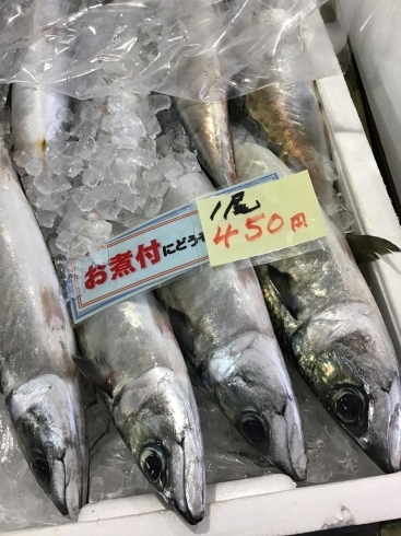 「魚魚市場鮮魚コーナーおすすめは「北海道産うに」です♪」