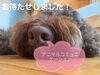 完売犬OHANAもお待ちしてます！「アニマルコミュニケーション！「船橋市わんこのお風呂屋さん(セルフシャンプー)ドックカフェもあるよ！」」