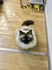 看板猫！なんちゃって高級風ですが保護猫です「フロッキー塗装」