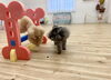 ハッピーちゃんもオヤツめがけてジャンプ＆ぷっかくん「ましゅまろ幼稚園🐾」