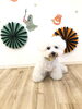 「ましゅまろ幼稚園　^o^」