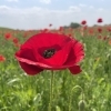 【2025年5月1日（木）撮影】ポピー畑開花状況　第15回こうのす花まつり会場の様子をお届け！〈埼玉県鴻巣市〉