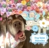 ラブラドール　カット「🐶ラブラドール、トリミングのお友達🎏」
