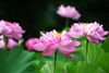 この時期に咲き誇るハスの花「お盆期間のお休みについて」