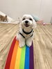 じろうくんGOOD👌「ましゅまろ幼稚園🐾」