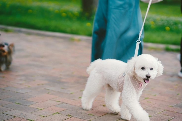 ワンちゃんの気持ち擬人化しすぎてませんか 新潟市中央区 犬の保育園 犬のしつけhappytail Happy Tail ハッピーテイル のニュース まいぷれ 新潟市