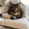 はち「2022年2月22日は猫の日！」
