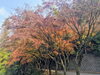 「【西条市 黒瀬】黒瀬ダム公園へ向かう道中に美しい紅葉！」