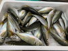 「鮮魚パックいろいろ販売中‼️〆鯖も販売致します🐳」