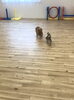 追いかけっこ「ましゅまろ幼稚園　（＾ν＾）」