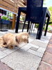 愛犬と過ごす、穏やかひととき「フラワーガーデンそばで犬と過ごすテラス時間 南葛西の葛西カフェcafeBanBanのアイスラテ」