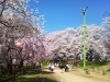 エドヒガン群生地 街をあげて桜まつりを開催 烏帽子山公園 お花見するならここ 米沢市 南陽市 東置賜郡高畠町 東置賜郡川西町の桜特集 まいぷれ 米沢