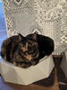 はん「サビ猫姉妹のチャーとハン🐾」