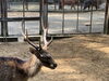 角切り前の「ふうた」「変身の秋」