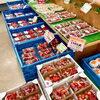 「本日4/1より『種芋』の販売を開始します！」