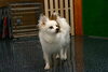 「今日のお友達」