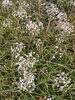 ニラ「網膜色素変性症の方。視力回復に向けて【福島県福島市の漢方薬局】」