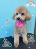 「可愛い子ちゃん♡ Dog salon mofu mofu 余市町」