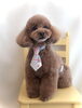 レオくん「春です　ファイト❣️」