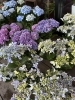 「鉢花入荷情報📢」