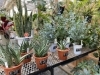 福島市で観葉植物 多肉植物が買えるおすすめのお店 福島市周辺の住まいと暮らしの特集 まいぷれ 福島市 福島市で観葉植物 多肉植物が買えるおすすめのお店 福島市周辺の住まいと暮らしの特集 まいぷれ 福島市