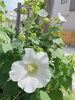 芙蓉のお花が目印です「８月のご予約」