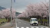 「実家近くの桜並木(北九州市八幡西区若葉にある少人数対応安心低価格の直葬．家族葬専門葬儀社です)」
