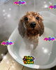 「可愛い子ちゃん♡Dog salon mofu mofu 余市町」