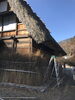 合掌造りも冬支度「お休みはドライブへ」