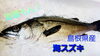 【定置もん】【島根県産海スズキ】「○本日のお刺身【定置もん】【島根県産小ヒラマサ、海スズキ】」