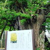 「11/14(土) 銀杏で有名な西蓮寺さんにて(*´▽｀*)ゞ」