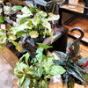 シンゴニウム８株「植物入荷！　アデニウム アラビカム ブラックステム シンゴニウム　いろいろ　吊り下げてもいいね。　塊根　お手頃　八王子　観葉植物　おしゃれ　インテリアグリーン　植物　コーデックス　おしゃれ植物　　」