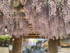 「【西条市 喜多川】禎祥寺（観音堂）の藤が見頃を迎えています！（2025年4月26日撮影）」
