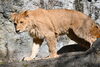 つくし、徐々に毛深くなっています！「🦁少したくましくなりました！」