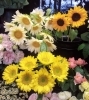 ひまわり「夏にピッタリのお花入荷してます♪」
