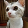 里親募集中