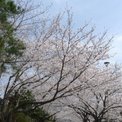 太秦2号公園の桜