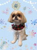 「Dog salon mofu mofu　余市町」